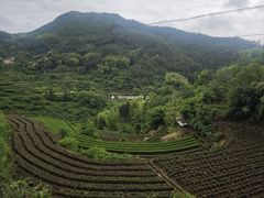 -杨家堂村