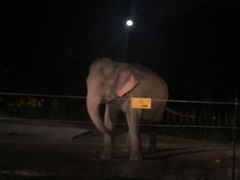 -清迈夜间动物园