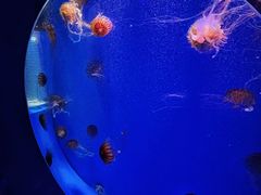 -海合安青岛极地海洋公园