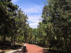 -云岗森林公园
