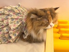 -瞄一喵猫咖(格力海岸店)