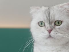-飞行喵MR PILOT|猫舍·猫咖(静安大融城店)