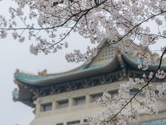 -武汉大学-樱园