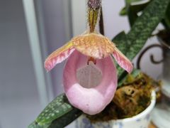 -上海鲜花港