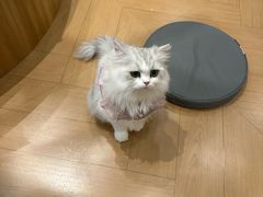 -南京宠物基地·宠物狗宠物猫售卖(南京店)