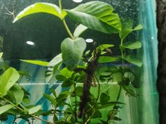 -上海大自然野生昆虫馆(东方明珠·爬宠昆虫探索中心)