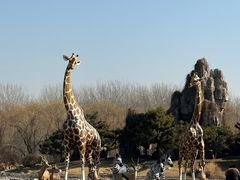 -北京野生动物园
