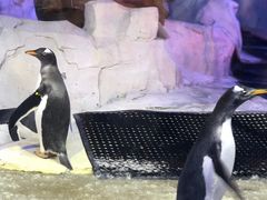 -芜湖新华联大白鲸海洋公园