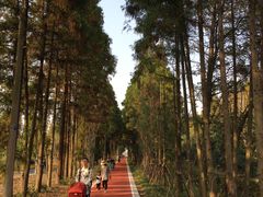 -上海长兴岛郊野公园