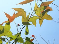 -广州市流溪河国家森林公园