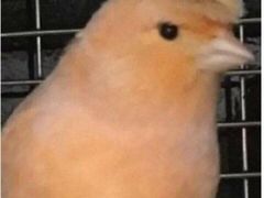 -GANSO元祖食品(锦创书城店)