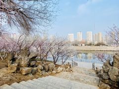 -桃花堤公园