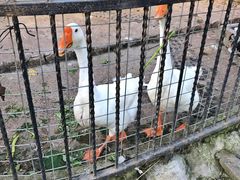 -上海滴水湖皇冠假日酒店