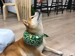 -柴迷FANS CLUB·柴犬狗咖·猫咖