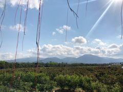 -亚龙湾国际玫瑰谷