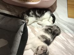 -悠尼宠物·独立低压伊珊娜洗护·美容·寄养(兰谷路店)