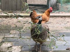 -丽泽山庄·生态怀柔菜·虹鳟鱼(红螺寺店)