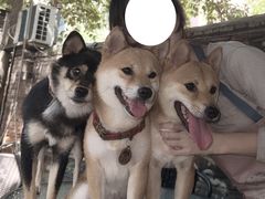 -柴犬高等学院·狗咖·柴犬售卖·宠物训练