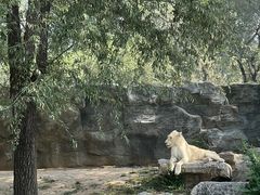 -北京野生动物园