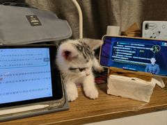 -欣宠猫屋·矮脚拿破仑·蓝金金渐层