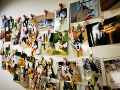 -Husky Go! 哈士奇体验馆·宠物咖啡厅狗咖