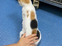 -创凡宠物医院·骨专科  猫科中心(西乡分院)