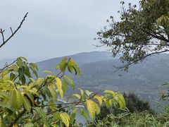 -铁山坪森林公园