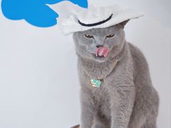 -帕帕拉兹宠物(亚洲旗舰店)