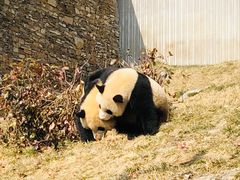 -卧龙中华大熊猫苑神树坪基地