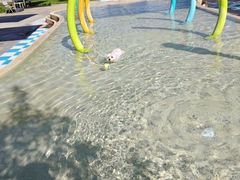 -爪吧宠物乐园 (温榆河示范区店)