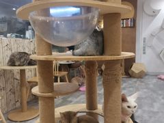 -楼上猫咖(罗湖店)