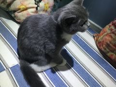 -喵的天空名猫咖啡馆·撸猫·猫舍·用品