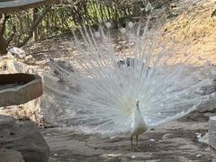 -泉州海丝野生动物世界