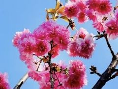 -天适樱花悠乐园