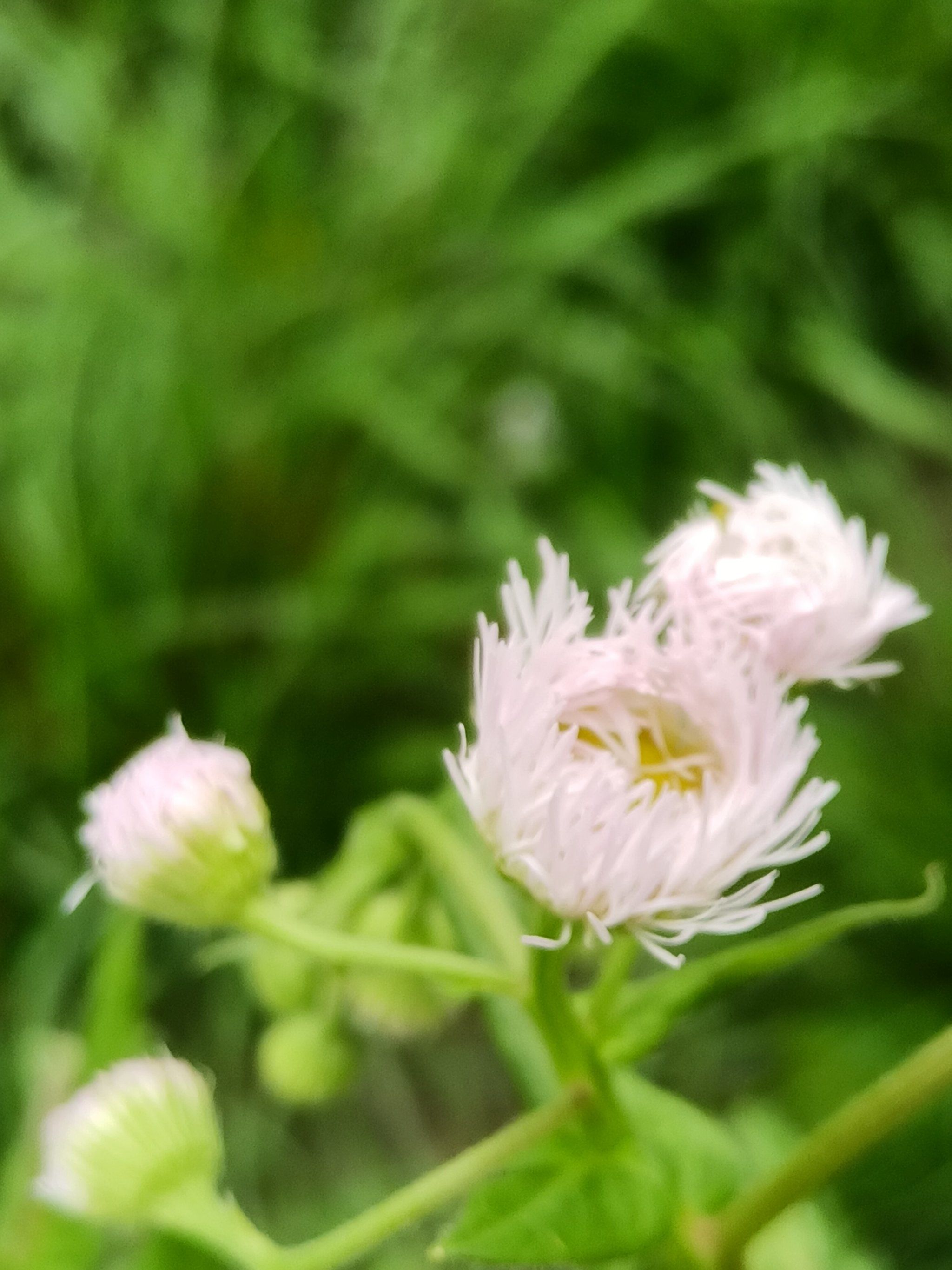 路边的小野花也是一道美丽风景线