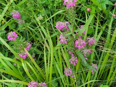 -白草畔自然风景区
