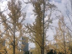 -南翔镇银翔湖公园