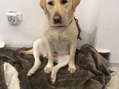 -BABYDOG宝贝狗宠物乐园(欧洲城店)