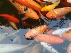 android_upload_pic-平乐古镇