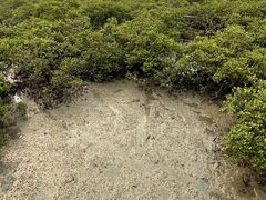 -北海金海湾红树林生态旅游区