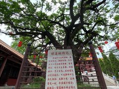 -三水森林公园