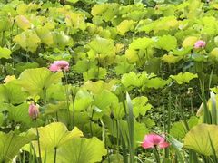 -陶辛水韵