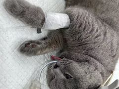 -拜鲁耶动物诊疗中心·宠家动物医院