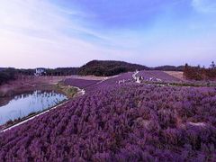 -大塘金香草谷