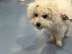 -瑞鹏宠物医院·爱宠堂·骨外专科(西荷分院)