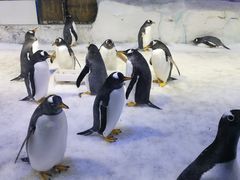 -芜湖新华联大白鲸海洋公园