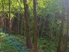 -云岫谷自然风景区