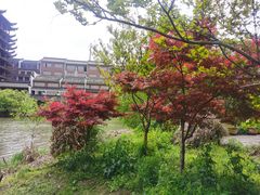 -长兴太湖图影湿地文化园