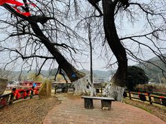 -千年银杏谷文化旅游区