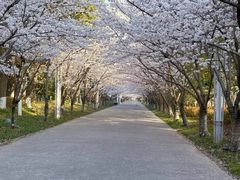 -高东镇樱花园